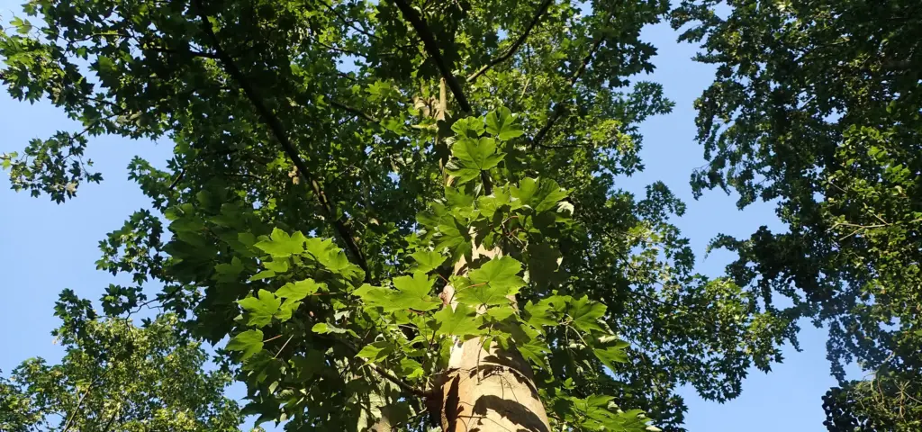 Blick in die Baumkrone mit grünem Laub und blauem Himmel